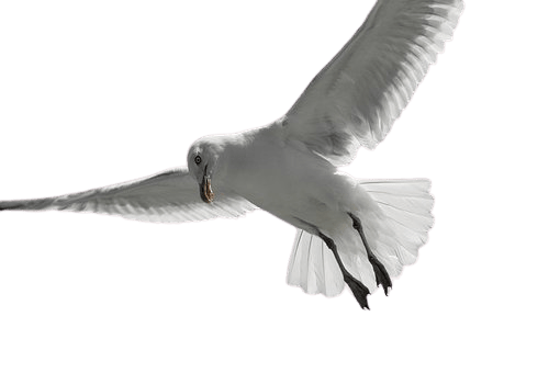 seagull-23