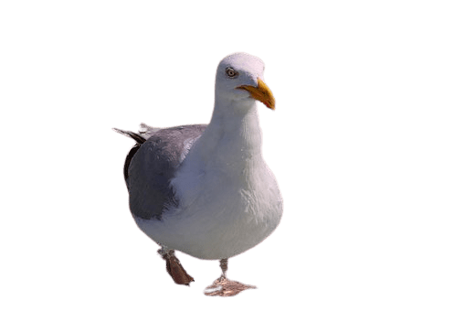 seagull-24