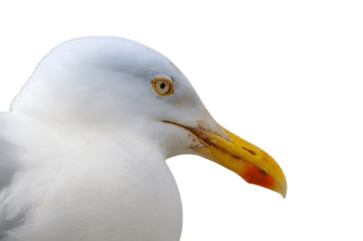 seagull-25