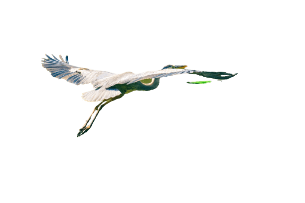 seagull-26