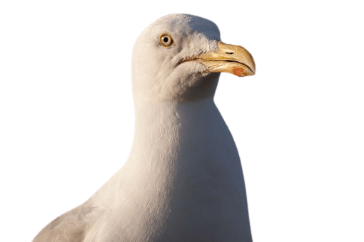 seagull-28
