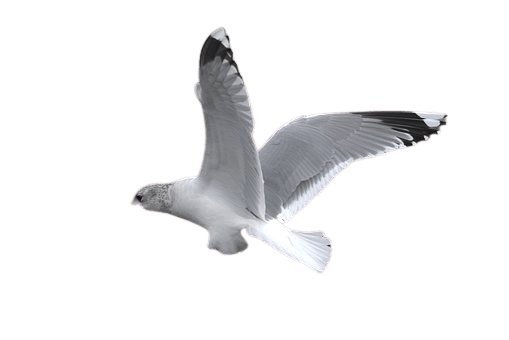 seagull-29