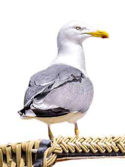 seagull-30