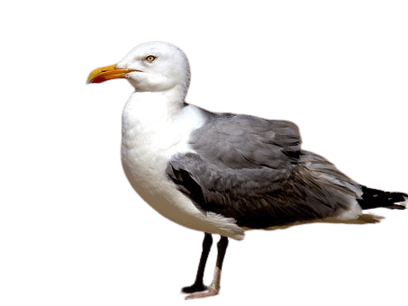 seagull-31