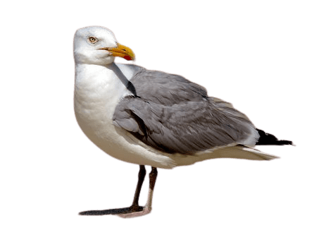 seagull-32