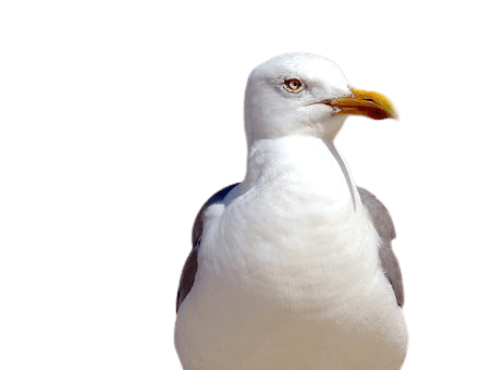 seagull-33