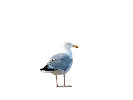 seagull-34
