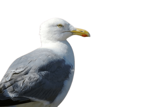seagull-35