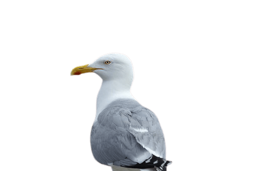 seagull-36