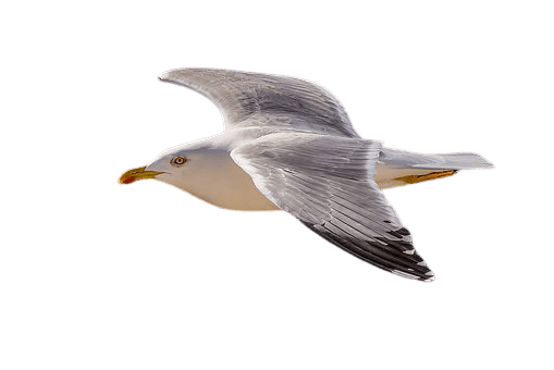seagull-37