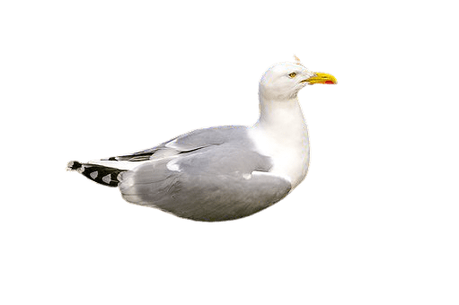 seagull-38