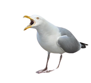 seagull-4