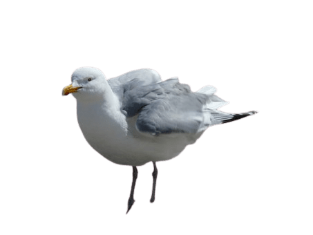 seagull-5