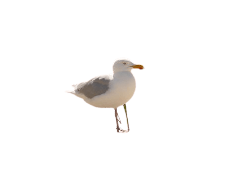 seagull-6