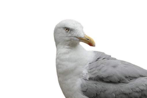 seagull-7