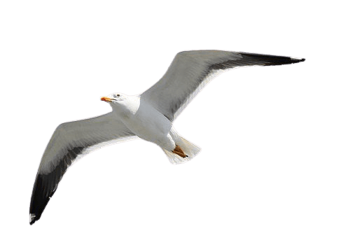 seagull-8