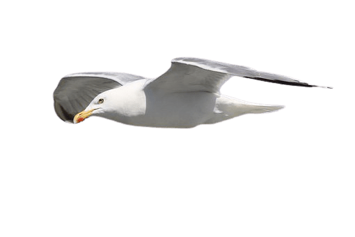 seagull-9