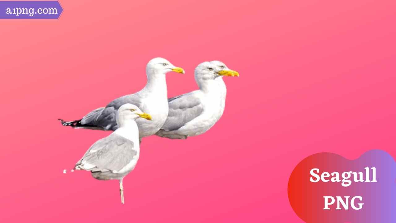 seagull-png