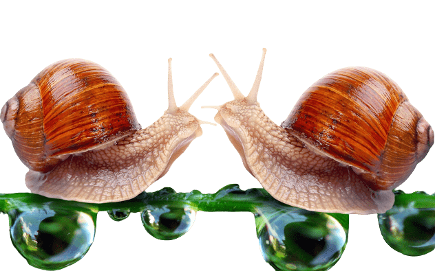 snail-1