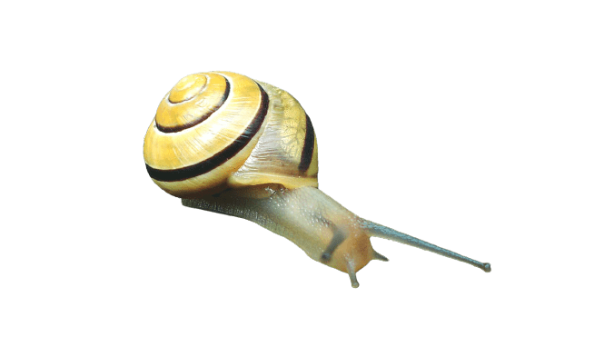 snail-10