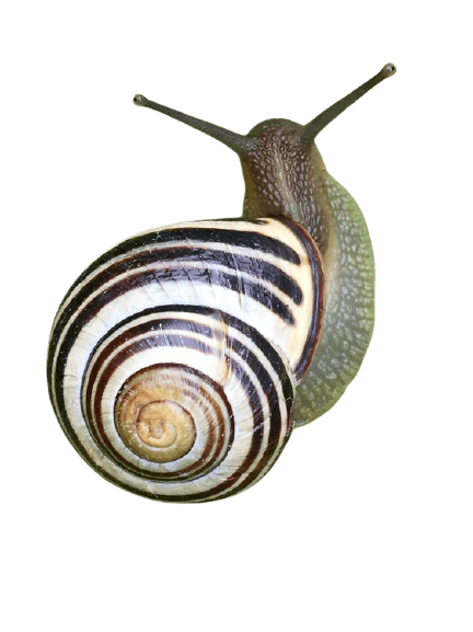 snail-11