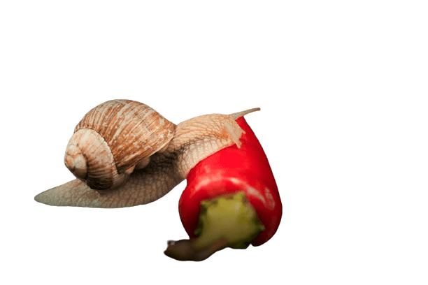 snail-12