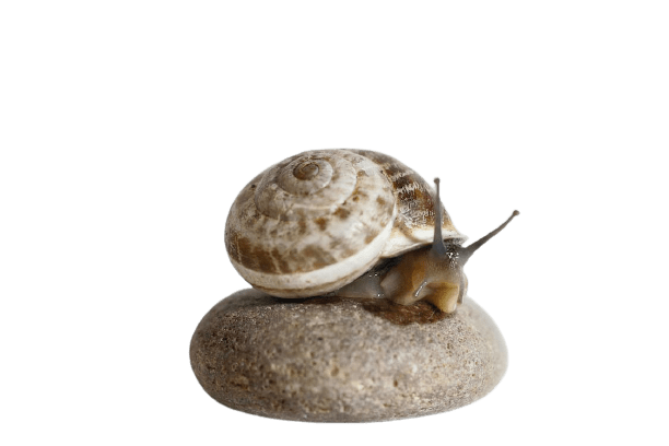 snail-13