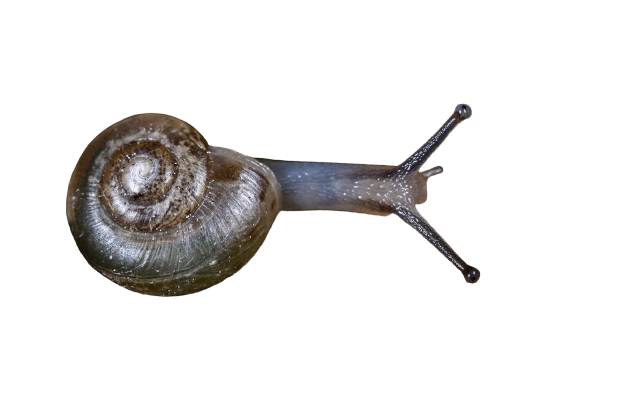 snail-14