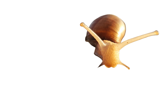 snail-15