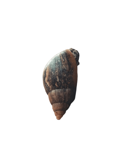 snail-16