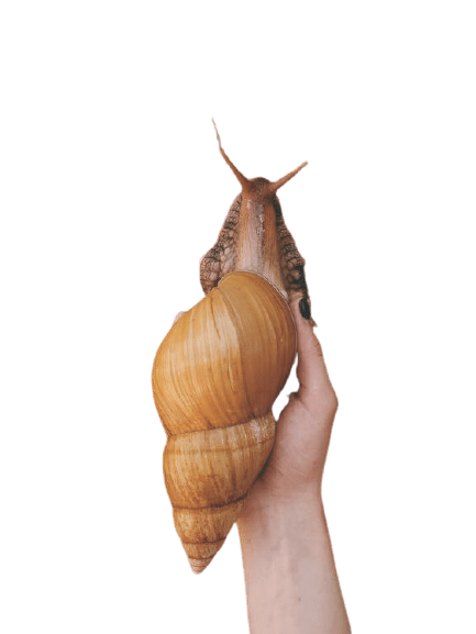 snail-17
