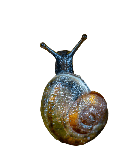 snail-19