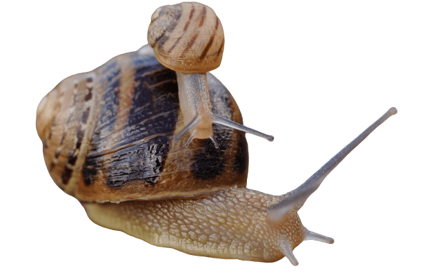 snail-2