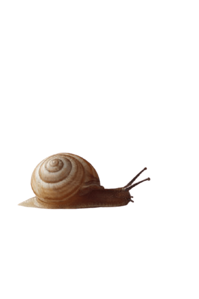 snail-20