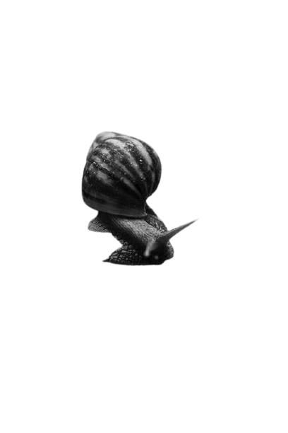 snail-21