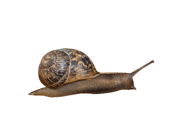 snail-22