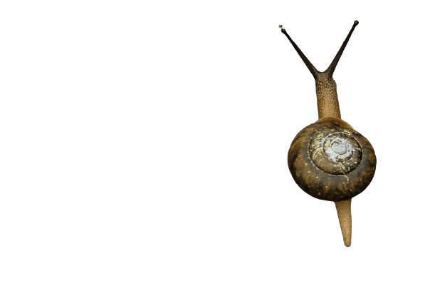 snail-23