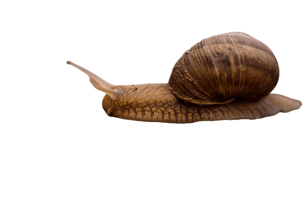 snail-24