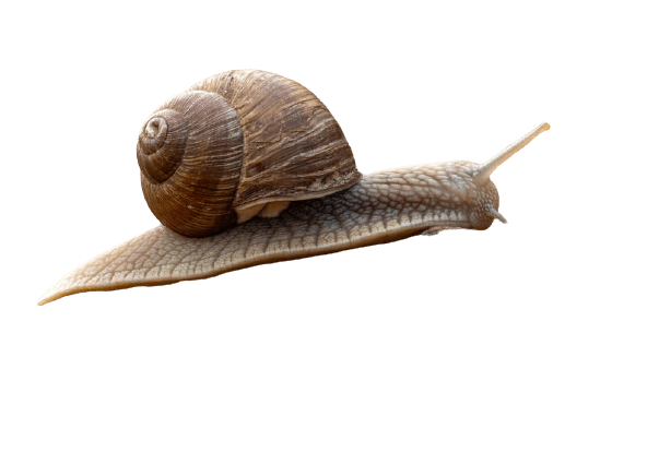 snail-25
