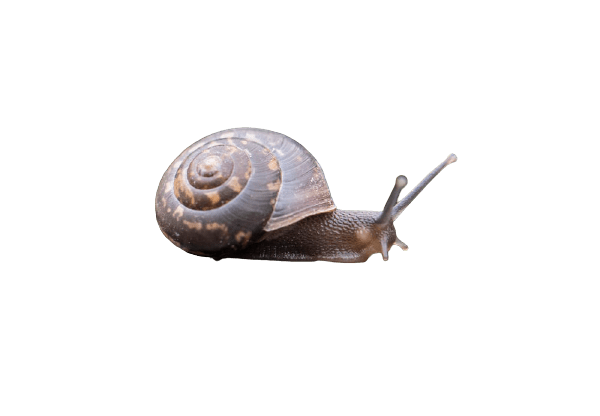snail-26