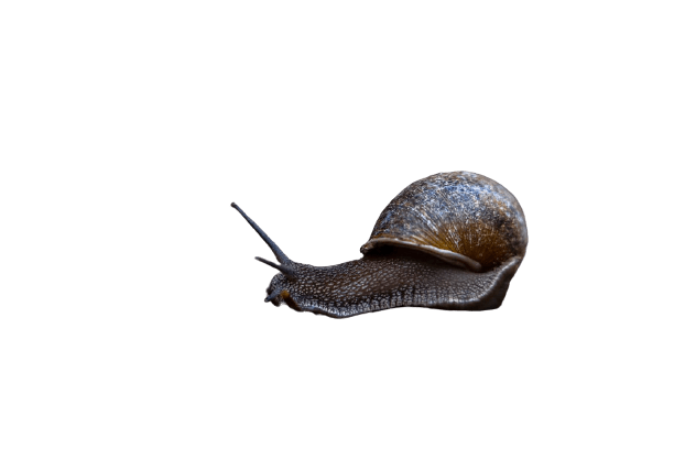 snail-27