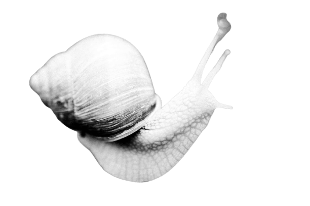 snail-28