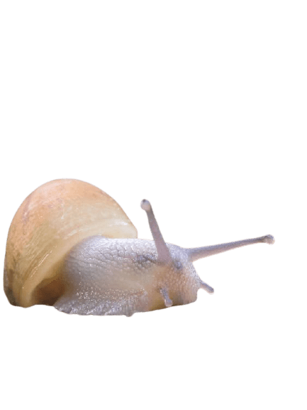 snail-29