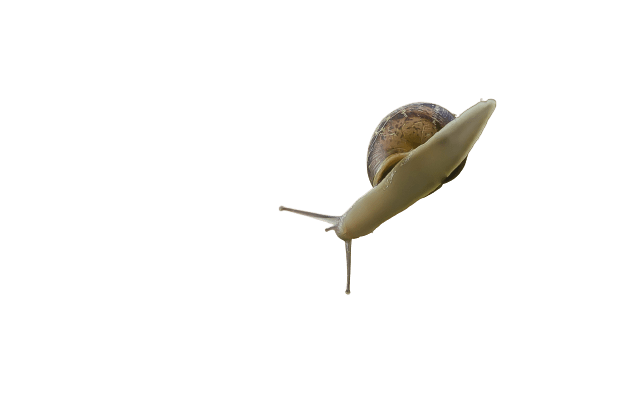 snail png