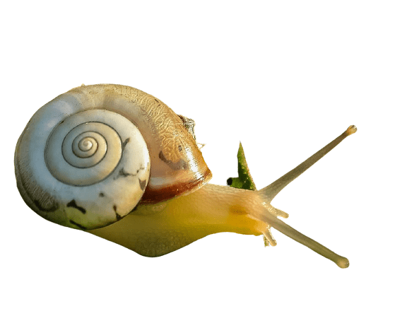 snail-30