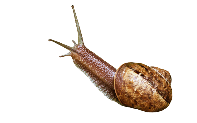 snail-31
