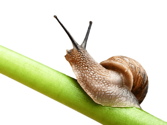 snail png