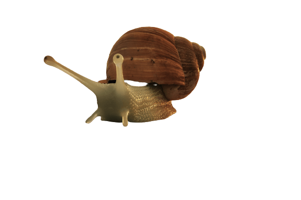 snail-4
