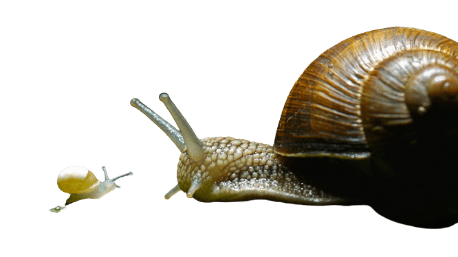 snail-5