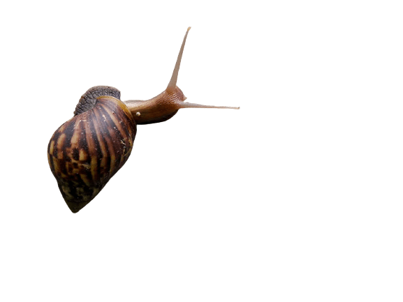 snail-7